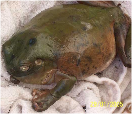 QLD Frog Society Inc. – Sick Frogs
