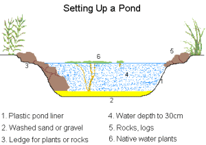 pondsetting